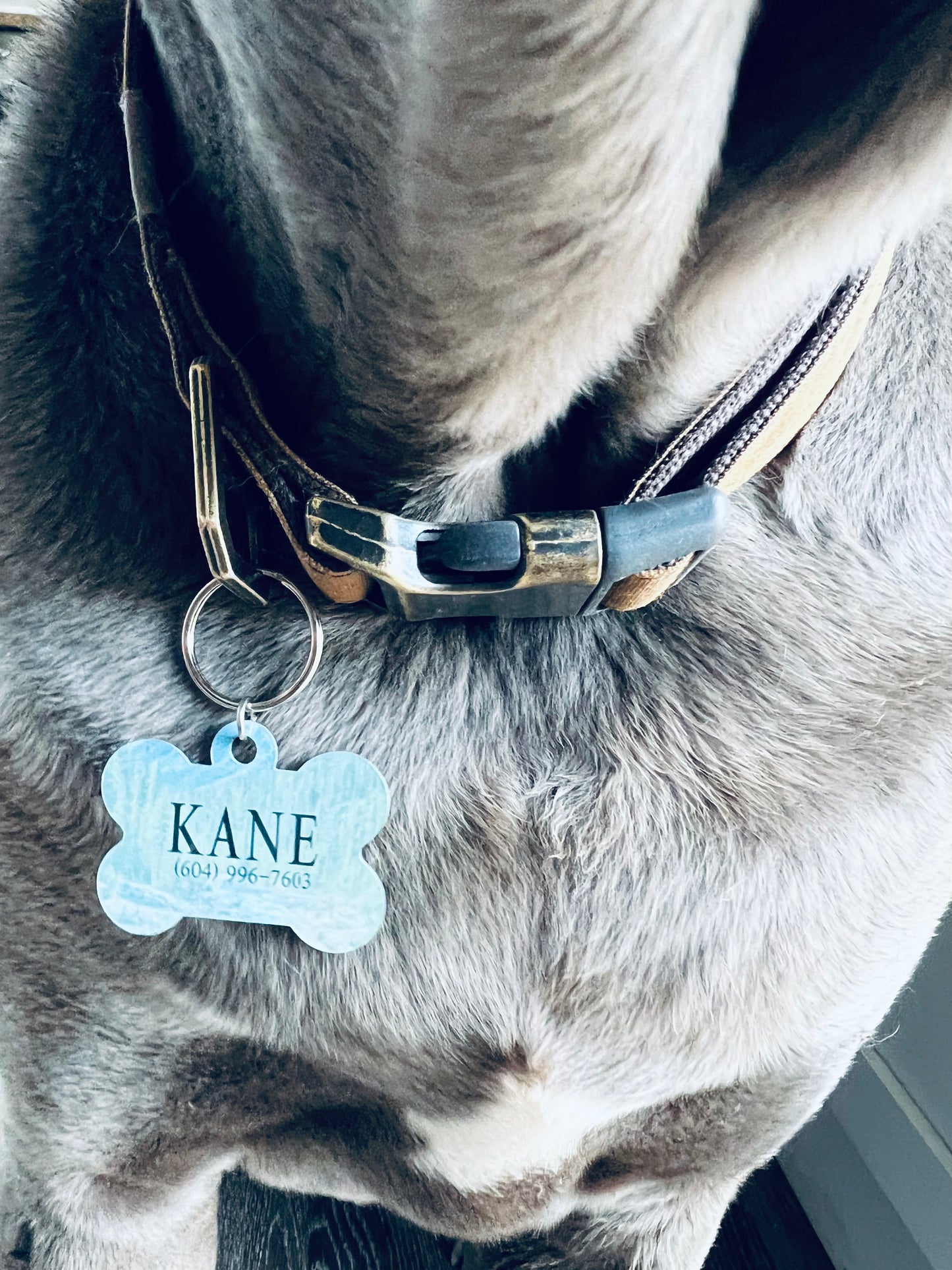 Dog tags